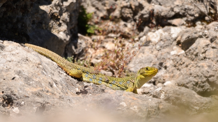 Lézard ocellé (photo PNRL-Lilian Car)
