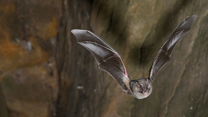 Barbastella barbastellus Photo cc Sharloch