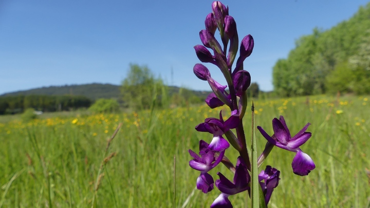 Orchis à fleurs lâches (photo PNRL-Laurent Michel)