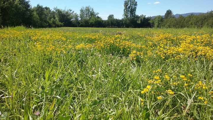 Les prairies d'Oppède