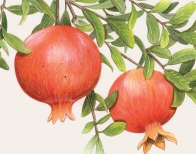 La Journée des fruits et saveurs d'autrefois
